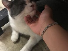 -猫咪博物馆(顶澳仔猫街店)