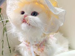 -欣宠猫屋·矮脚拿破仑·蓝金金渐层