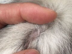 -菲丽丝宠物医院·24小时·猫科中心·免疫点(淮海分院)