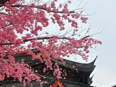 -广东圆玄道观