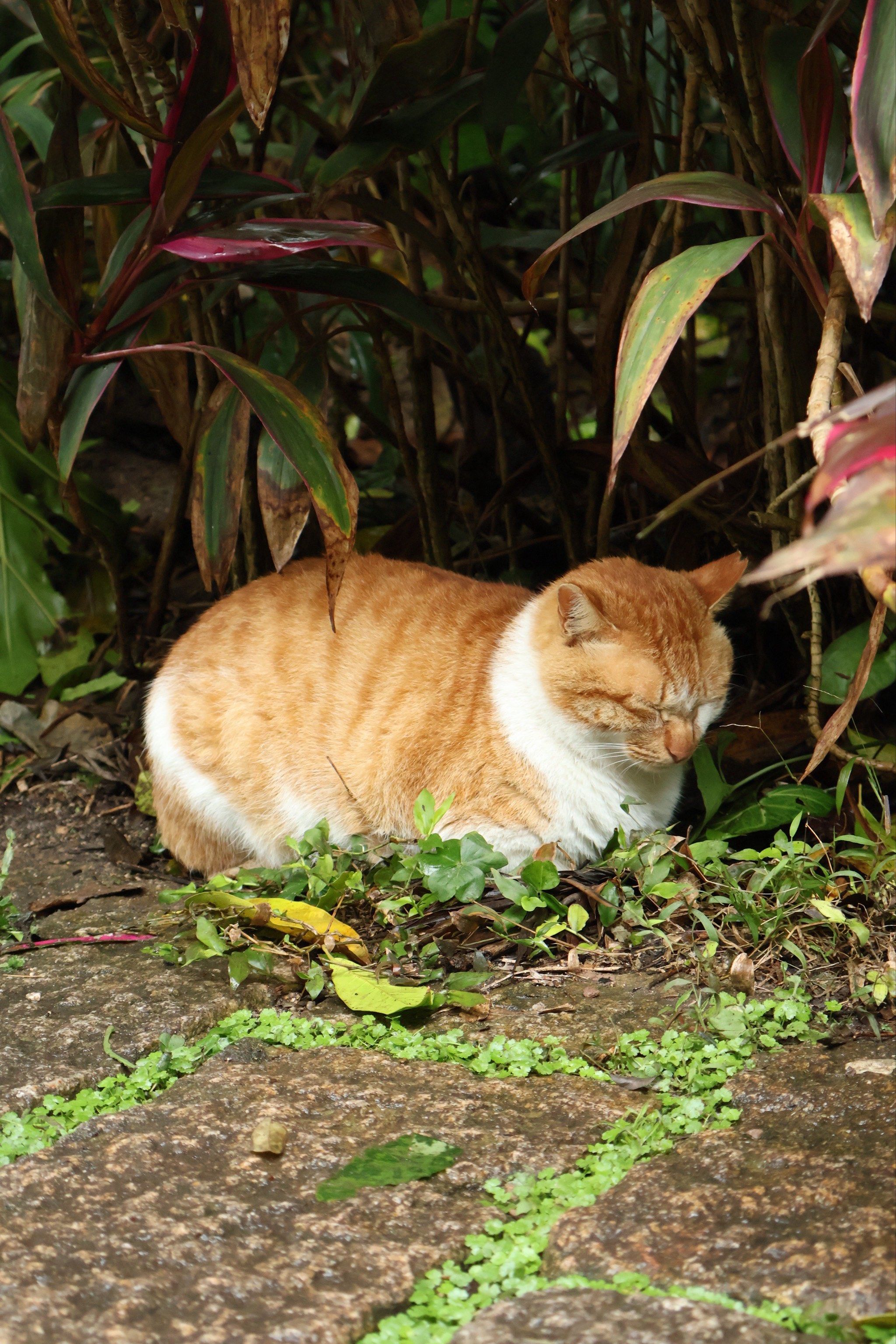 猫咪统一姿势9797揣手手