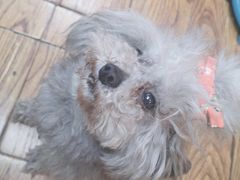 -志龙皇冠吃货椰子铺