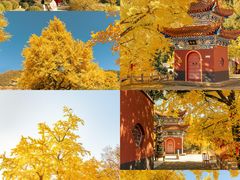 -遵化市禅林寺古银杏风景园