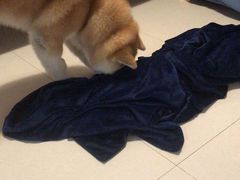 -多乐狗狗宠物训练工作室