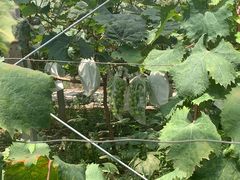 -马陆小张葡萄园农家乐