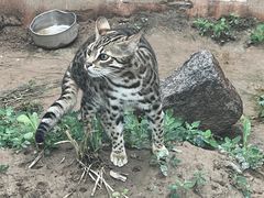 -青藏高原野生动物园