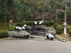 -都江堰中华大熊猫苑