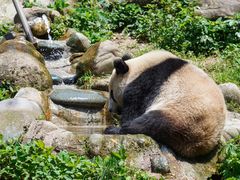 -都江堰中华大熊猫苑