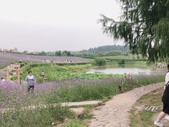 -大塘金香草谷