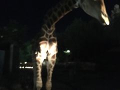 -清迈夜间动物园