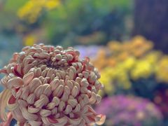 -杭州植物园