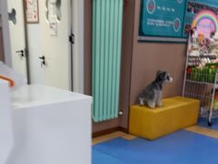 -天使宠物医院·犬猫分诊(彩虹店)