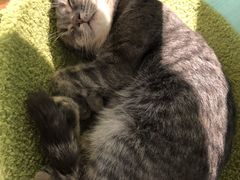 -猫小院猫主题餐厅(三里屯店)