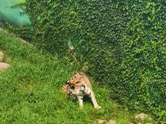 -西霞口神雕山野生动物世界