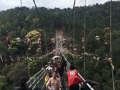 -九龙江国家森林公园