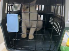 -艾贝尔宠物医院 ·内科全科(梁溪路店)