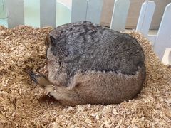 -怪兽屋·羊驼·猫咖·狗咖(俊华广场店)