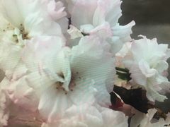 -观澜湖生态运动公社