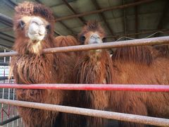 -南宫五洲植物乐园