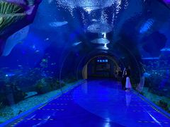 -上海海昌海洋公园