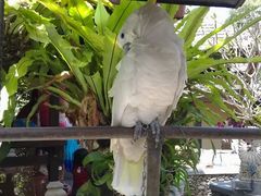 -Warung Babi Guling Ibu Oka 3