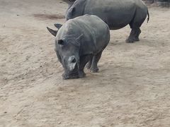 -西霞口神雕山野生动物世界