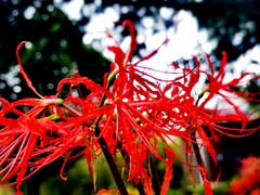 -国家植物园南园