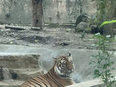 -成都动物园