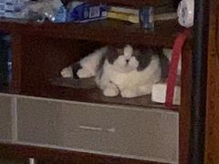 -肯德基(布吉老街店)