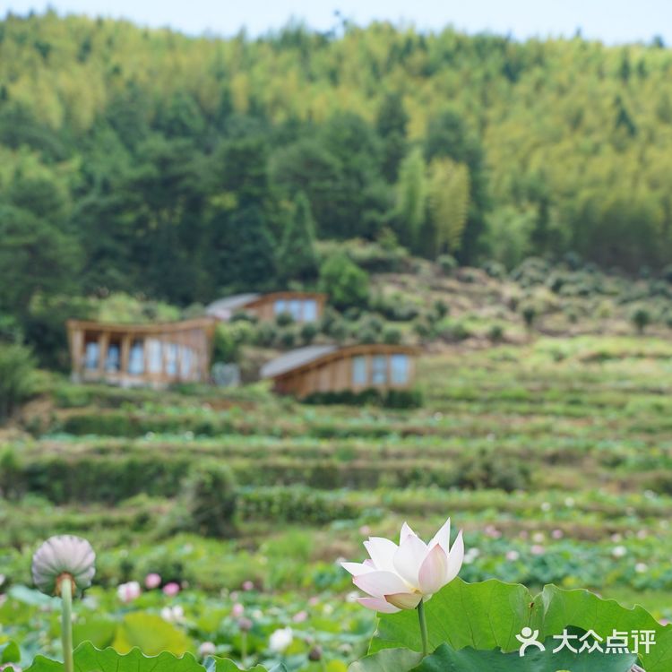 上坪古村|在武夷山脉,访古村,观莲荷,寻历史📖