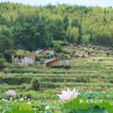 上坪古村｜在武夷山脉，访古村，观莲荷，寻历史📖