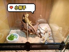 -酷以爬仙阁实体爬宠店·守宫·蜥蜴·专业繁育