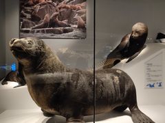 -贝林大翅鲸简餐厅(国家海洋博物馆店)