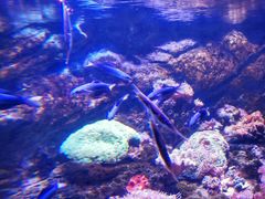 -悉尼海洋生物水族馆