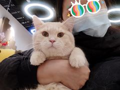 -COLOR PETS 撸猫馆·购猫·猫咖(长风大悦城店)