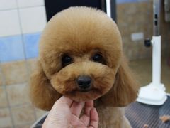 宁波诺比宠物美容日系精修-诺比宠物医院心脏内科·泌尿肾内外科·骨科急重症