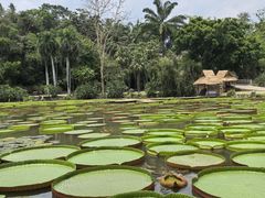 -中国科学院西双版纳热带植物园