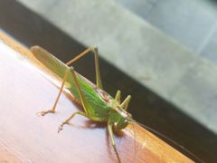 -张醪糟
