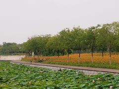-天津东丽湖风景区