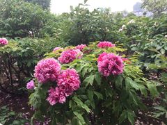 -曹州百花园