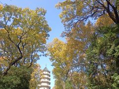-灵谷景区