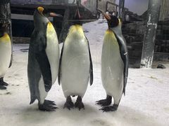 -悉尼海洋生物水族馆