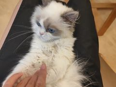 -有喵·猫咖·狗咖·30几只猫10只小狗(岗厦店)