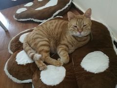 -李小姐の猫咖啡馆(五角场店)
