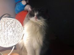 -乐琪宠物医院·犬猫专科·骨外科·急重症