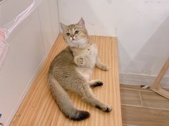 -李小姐の猫咖啡馆(五角场店)