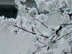 -武汉大学-樱园