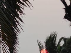 -东郊椰林