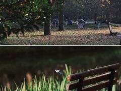 -上海共青森林公园