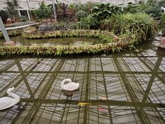 -上海鲜花港